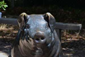 carrick hill 2014 (19)